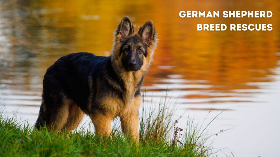 Adopting a German Shepherd Dog at a breed-specific rescue