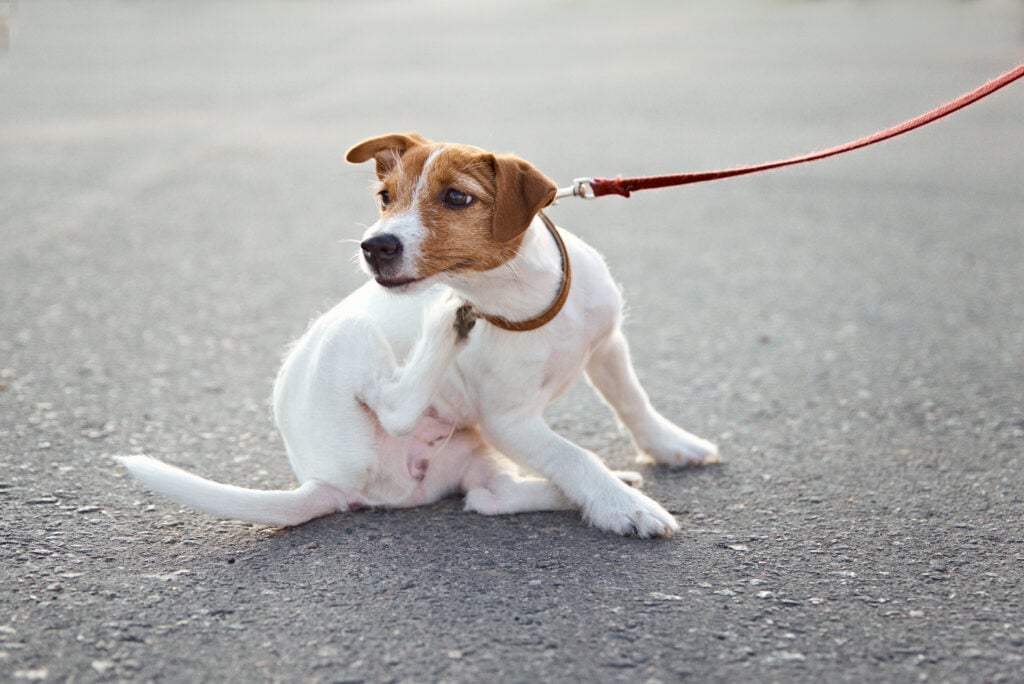 Owner walking her jack russell terrier dog outside. Dog scratches on the street