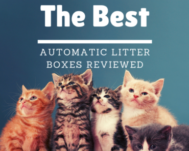 Best Automatic Litter Box (Self-Cleaning Boxes) Reviewed