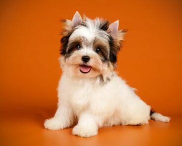 Biewer Terrier: One of America’s Newest Toy Breeds