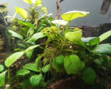 Can Anubias Grow Out of Water – Let’s Dive In and Find Out!
