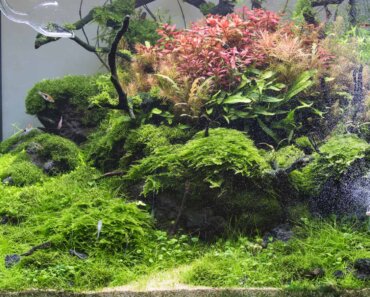 Can You Use a Reptile Tank for Fish? Let’s Find Out