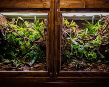 Crested Gecko Enclosures: What’s the Best Choice?