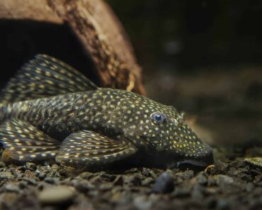 Do Cory Catfish Eat Algae? – Read Our Article to Find Out