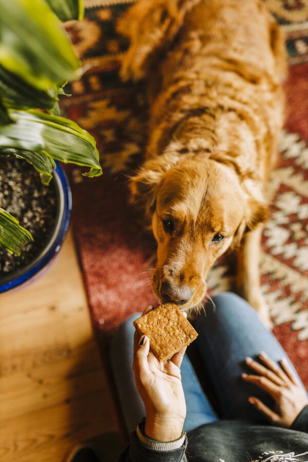 dog peanut butter treat for anxiety