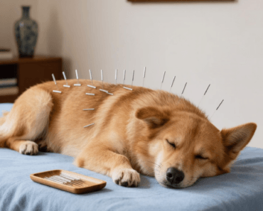 Acupuncture For Dogs: What You Need To Know
