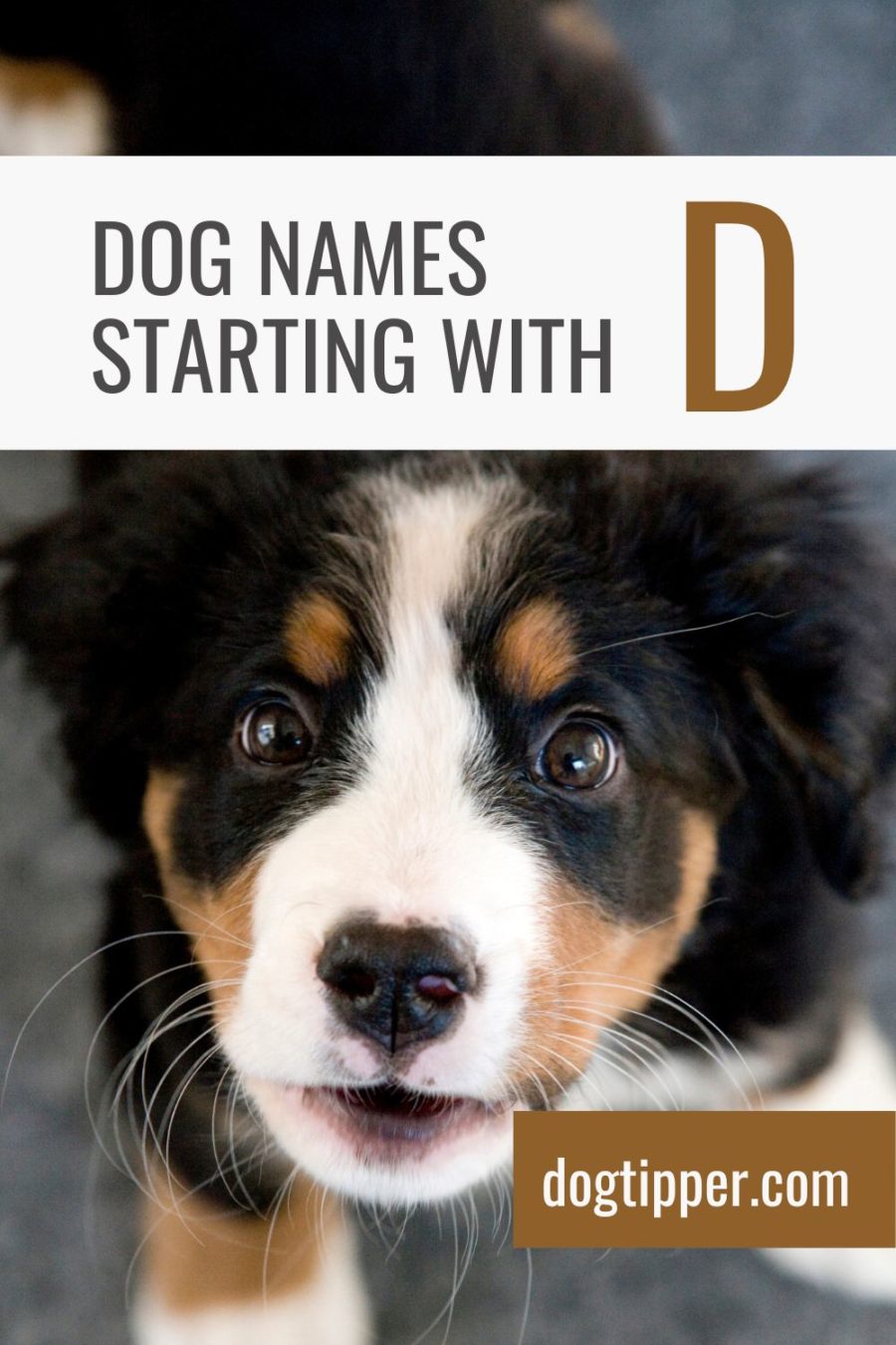 Dog Names Starting with D (and their Meanings)