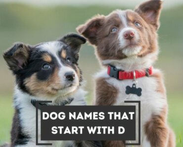 Dog Names that Start with D (with Meanings!)