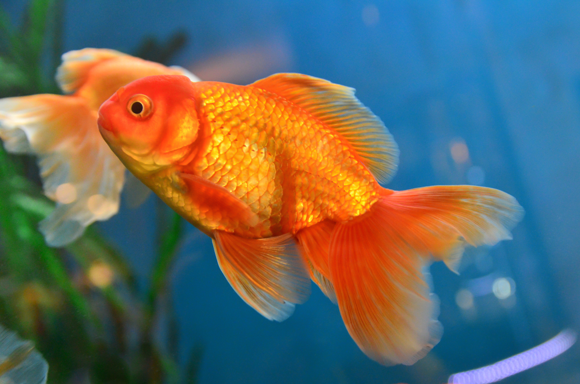 Goldfish Warts