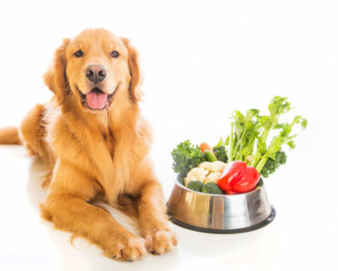 How Does a Meatless Diet Measure Up for Your Dog?