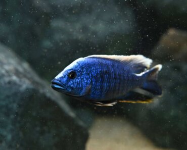 How Long Do Cichlids Live? Let’s Explore and Find Out