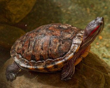 How Long Do Red-eared Slider Turtles Live? (Lifespan Guide)