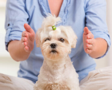 How Reiki Can Help Your Dog or Cat Through Stressful Transitions