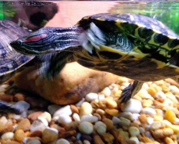 How To Setup a Red-eared Slider Turtle Tank