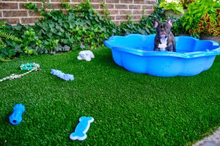 synthetic lawn for dogs