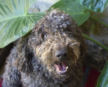 Keep Up with the Spanish Water Dog Breed