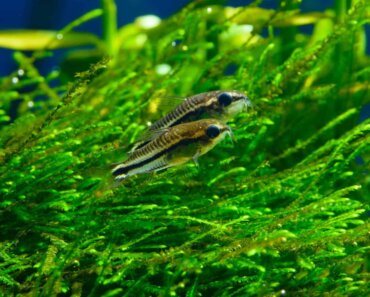 Keeping Pygmy Corydoras With Betta – Our Helpful Guide