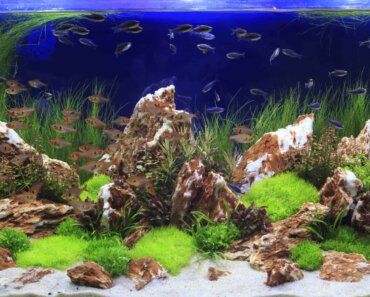 Limestone in Aquariums – A Guide to the Pros and the Cons
