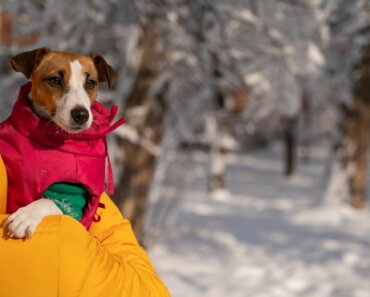 Must-Have Cold-Weather Gear for Dogs