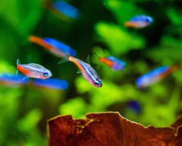 Neon Tetra and White Spots – Common Causes and Treatments