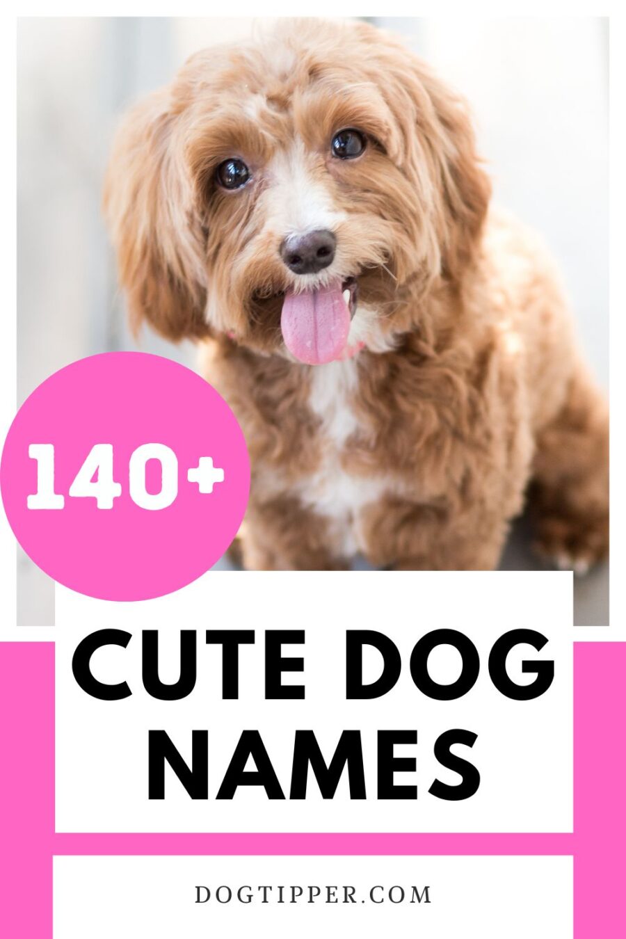 140+ cute names for your new puppy or dog