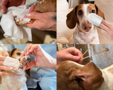 4 Key Tips for Better Dog Hygiene