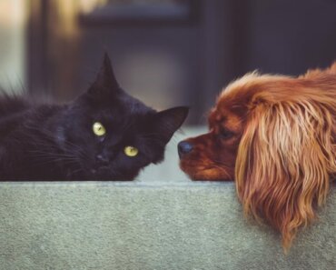 5 Ways to Help Arthritic Dogs and Cats