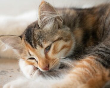 7 Signs Your Cat Might Be Sick