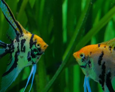 Angelfish Kissing – Let’s Examine When and Why They Kiss!
