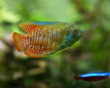 Are Gourami Aggressive Fish – We Examine the Facts