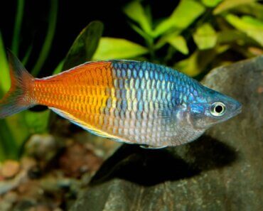 Are Rainbow Fish Aggressive? Let’s Dive In and Find Out
