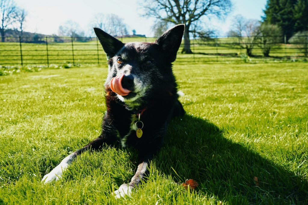 mid-sized senior black dog licking its lips and sitting in a sunny grass field.