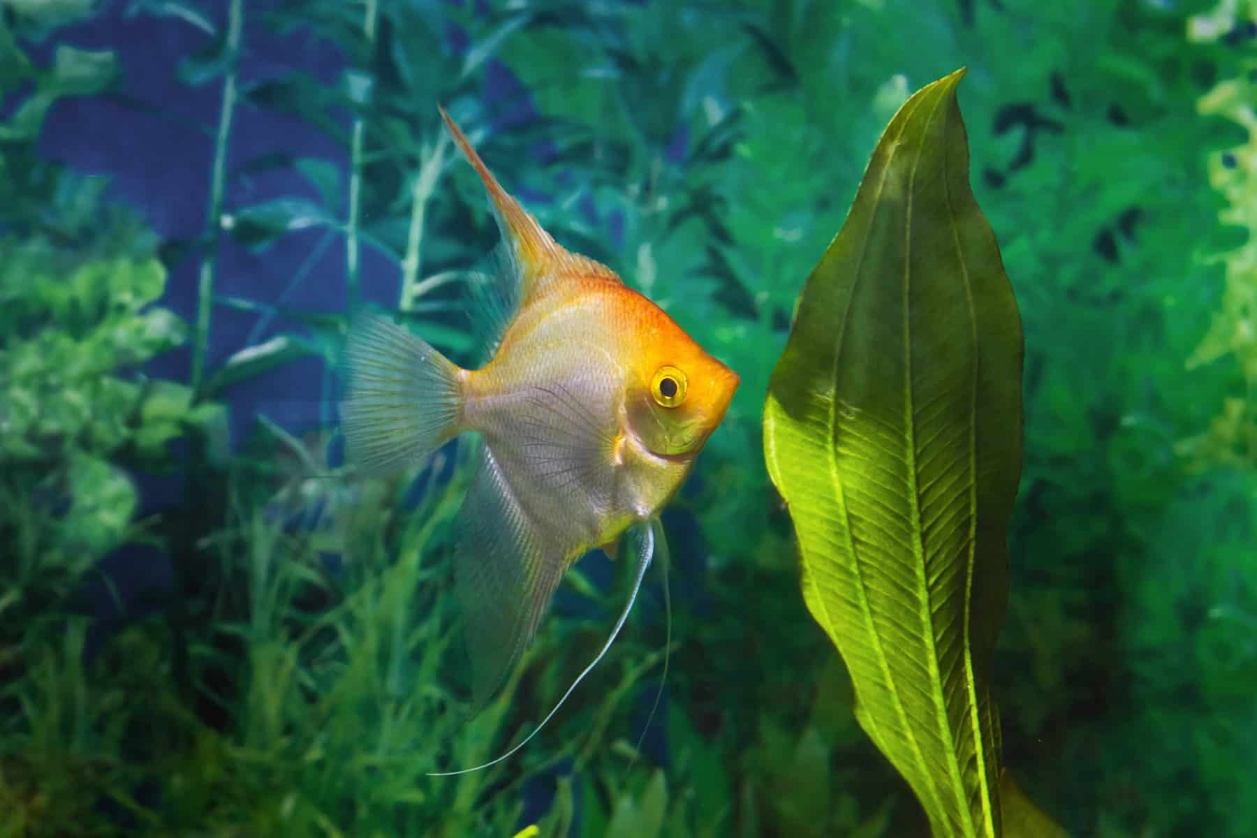 can angelfish live alone