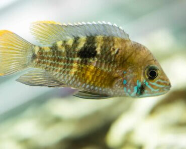 Can Cichlids Live Alone – Hints on Habits and Habitats