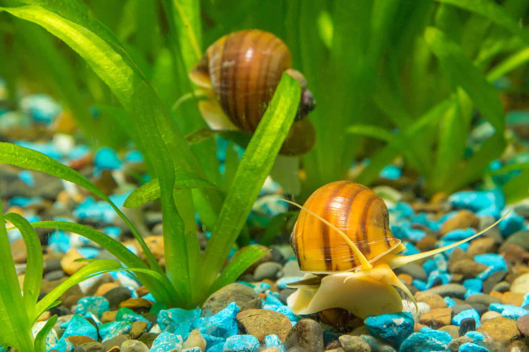 big snails in the aquarium