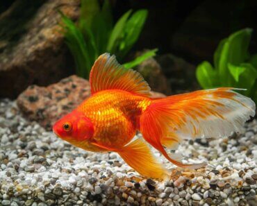 Can Goldfish Live Alone? We Take a Deep Dive and Find Out