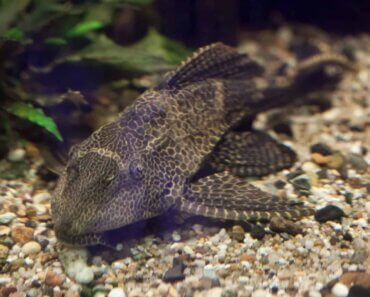 Can Plecos Live With Goldfish in Your Home Aquarium?