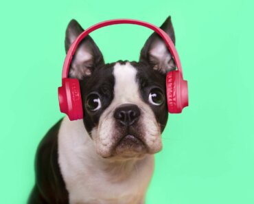 Do Dogs Like Music?