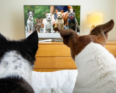 Do Dogs Watch TV and What Do They See?
