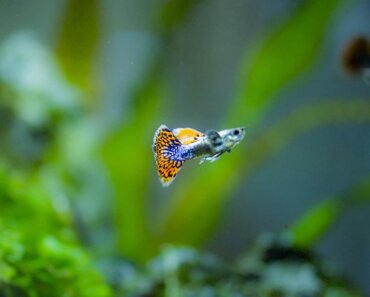 Guppy and Angelfish – Are They Compatible Tankmates?