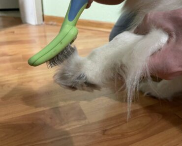 How to Trim Dog Paw Hair