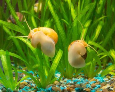 Sick Mystery Snails – Possible Causes and Best Treatments
