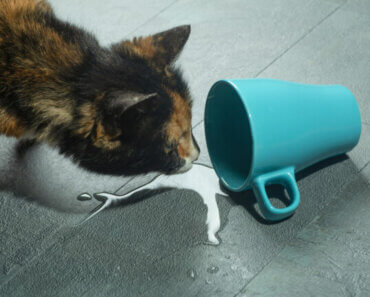 The #1 Way to Stop a Cat Drinking from YOUR Water Cup!