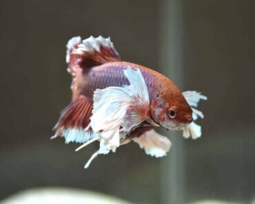The Elephant Betta Fish: A Complete Care Guide