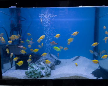 Using Baking Soda in Aquariums – The Dos and Don’ts