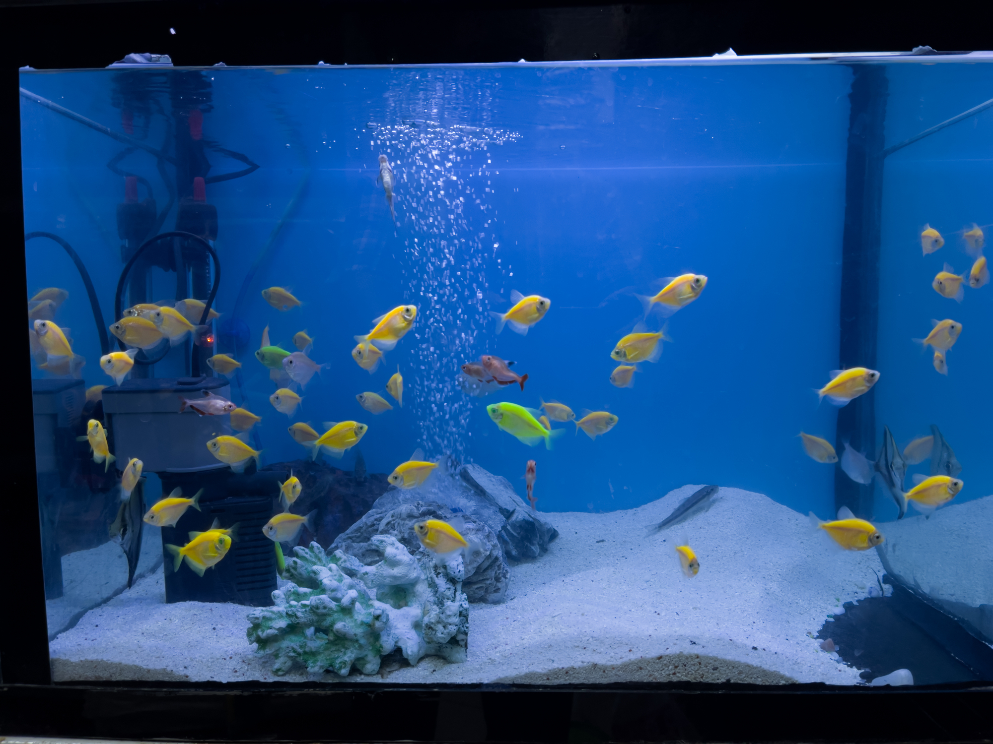 best filter for 20 gallon aquarium