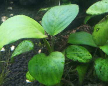 What Are the Black Spots on Aquarium Plants? (FAQs)