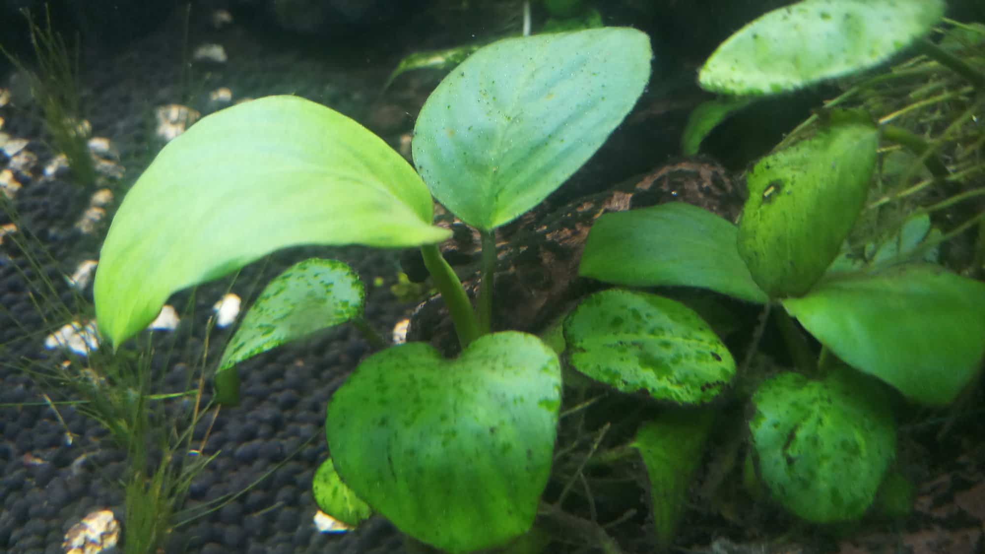 anubias plant leaf in aquarium