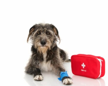 What’s in a Dog First-Aid Kit?