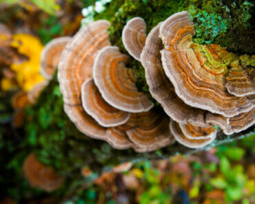 What’s so Special About Turkey Tail Mushrooms for Dogs?